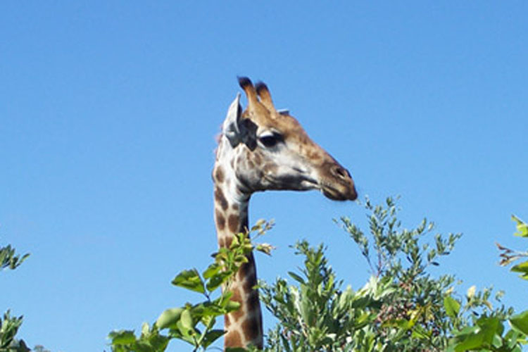 <a href= 'https://www.reves-afrique.ch/safari-tanzanie' target='_blank' class='white'>Tanzanie</a>, juin 2026