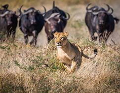 <a href= 'https://www.reves-afrique.ch/safari-afrique-du-sud' target='_blank' class='white'>Cape Town</a> et <a href= 'https://www.reves-afrique.ch/safari-botswana' target='_blank' class='white'>Botswana</a>, mai 2017